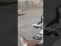 Mashallah Mara Chup Kilyara Mashallah Mara Chup Kilyara