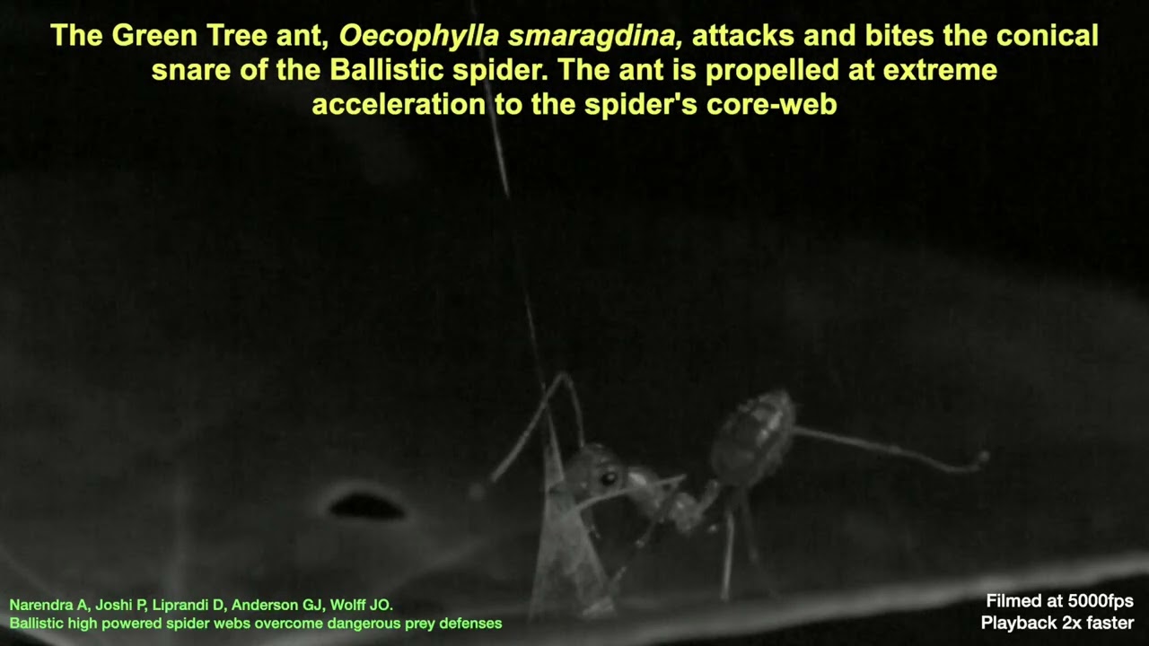 Ballistic high-powered spider webs overcome dangerous prey