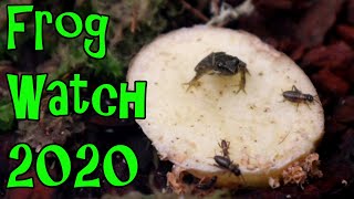 Cricket Feeding Fail - Frog Watch 2020