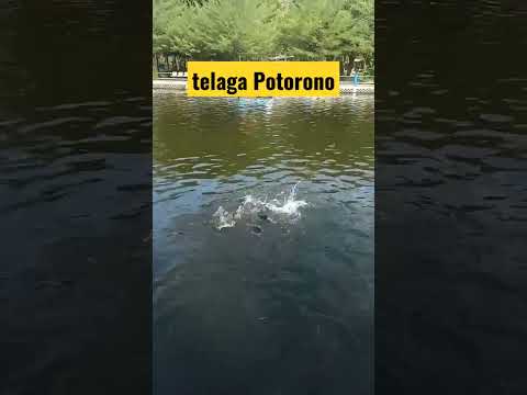 Telaga Potorono pagi tadi