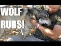 Wolf Rubs on Chris - Wolf Mountain Sanctuary