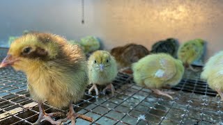 Tips & tricks to have a successful hatch rate AND how to keep your chicks happy and healthy! #quail