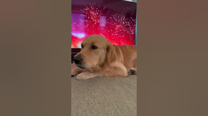 Cane ha paura dei botti. Cosa fare?