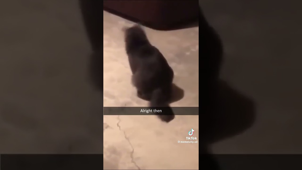 Cat sits on ball and then dances