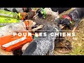 ★ Vlog 11 - Pour les chiens