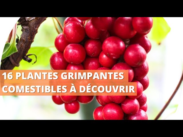 Un légume grimpant oublié pour créer des haies comestibles dans votre petit jardin