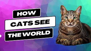 How Cats See the World — Top 10 Wizard by Top 10 Wizard 122 views 1 year ago 3 minutes, 24 seconds