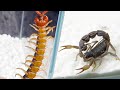 大蜈蚣 VS 黑粗尾蠍，Big centipede VS Black poisonous scorpion