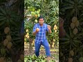 mango dance masala #videomaker #visualreel #wevideo #fruit #mango #funny #food #myvideo #videoeffect