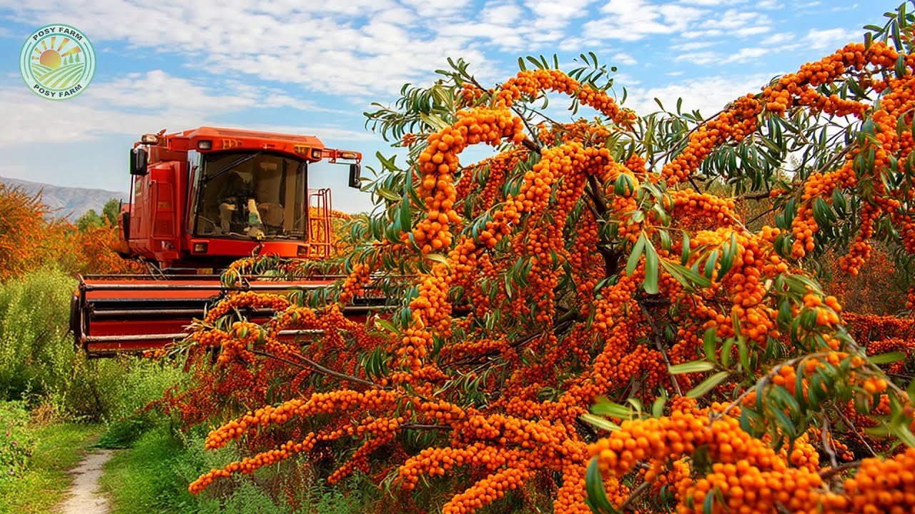 Выращивание облепихи: как фермеры собирают и перерабатывают тонны плодов