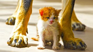 Котенка ждала неминуемая смерть! Но только посмотрите, что сделала СОБАКА!