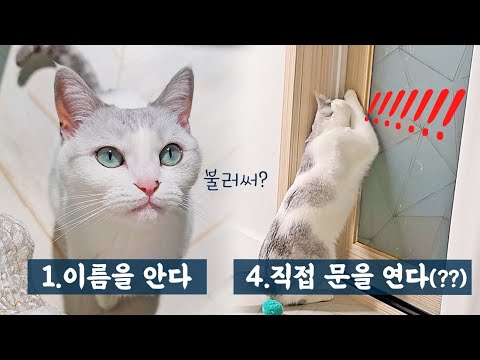 고양이가 높은 지능을 발휘하는 4가지 순간