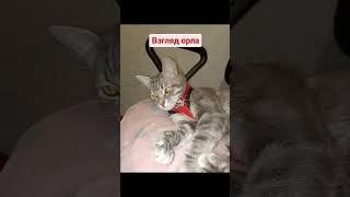 😾😾😾 #Ржачныевидео #Cat #Shortscats #Хочуврек #Tiktok #Смех #Юмор