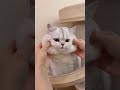 Cute And Funny Cats🤣🐾 #shorts #cat #cute #funny