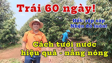 Cách tưới nước giúp trái sầu riêng lớn nhanh, không cháy núi, không rệp sáp, không nhện đỏ