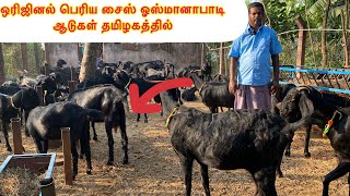 Original Osmanabadi Goats in Tamil Nadu | Pure Osmanabadi Goats in Sirkali, Tamil nadu