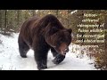 Yukon wildlife cams  introductory trailer