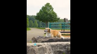 What Happens When Dogs Finally Get What They Need ❤️ #shorts