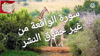 سورة  الواقعة للقضاء على الفقر وجلب كل الخير بدون حقوق النشر قناةعصافيروأغراس oiseaux et plantes