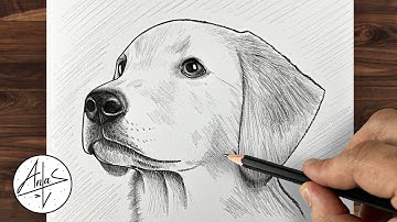Learn How To Draw A Realistic Dog ( Yellow Lab ) | Pencil Drawing Tutorial