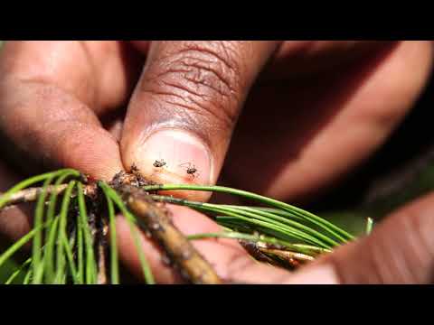 Video: Muundo wa Bustani ya Woodland - Jinsi ya Kupanda Bustani ya Woodland