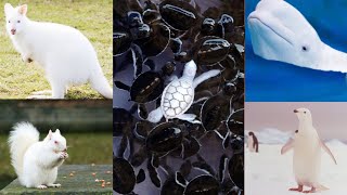 30+ Most Rare white animals in the world / White Animals & Birds / Most beautiful white animals by BEAUTIFUL WORLD 296 views 1 year ago 1 minute, 3 seconds