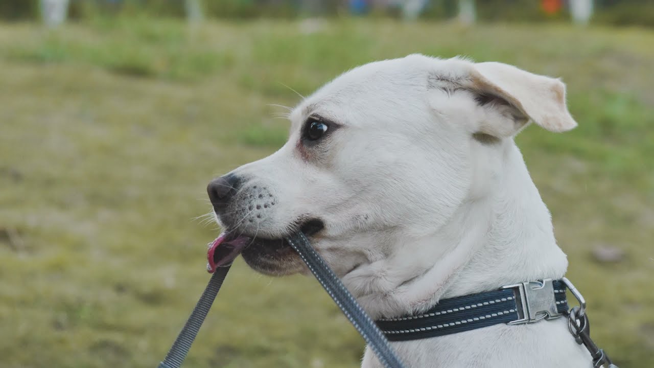 laika retractable dog lead