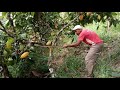 Colheita de cacau na serra lascada.  Ibicarai Bahia