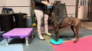 Generalizing paw targets and cross your paws