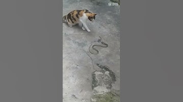 Cuộc chiến giữa mèo và rắn