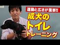 【成犬のトイレトレーニング】ケージと運動がトイレ成功のカギ！成犬になってもトイレは覚えられる？？