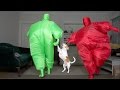 Dog Gets Surprise Dance Party w/Chub Suit Men (Nic Cage): Funny Dog Maymo