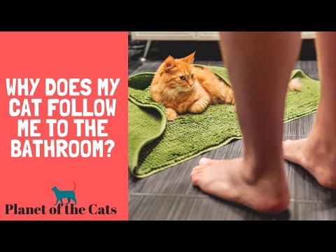 Why Do Cats Always Stay With You In The Bathroom?