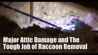 Major Attic Damage and The Tough Job of Raccoon Removal