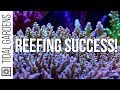Reefing Success 3 Ways - Let's Compare