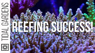 Reefing Success 3 Ways  Let's Compare
