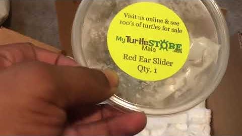 MyTurtleStore Unboxing BABY Red Ear Slider  Turtle Ep 2