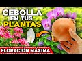 ENTIERRA CEBOLLA CRUDA en tus PLANTAS y MIRA QUE OCURRE!! Abono Casero Floración | Jardín y Huerto