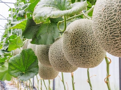Video: Zone 6 Melon Varieties – Maaari Ka Bang Magtanim ng Melon Sa Zone 6 Gardens