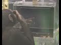 Chimps outperform humans at memory task