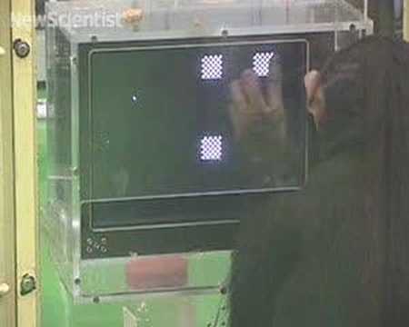 Chimps outperform humans at memory task