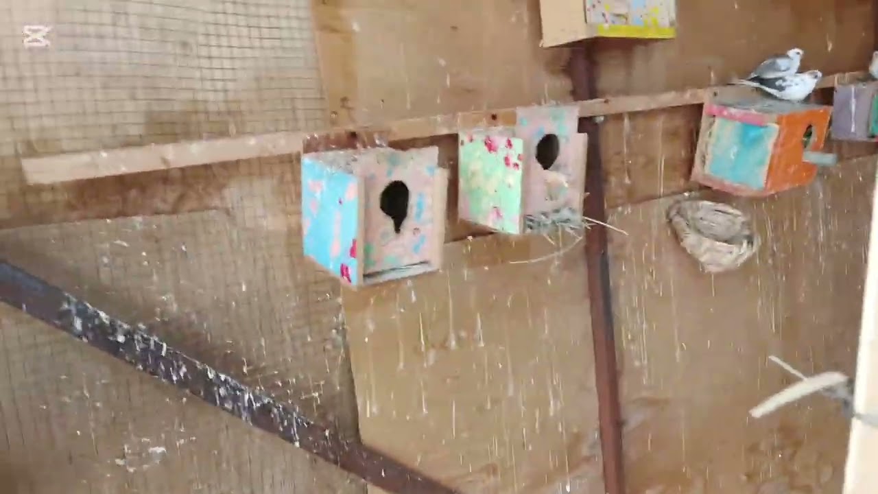 دخلت الطيور العملاقة للمحمية 