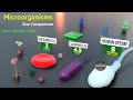 How Microorganisms looks under the microscope |  Virus Size | Bacteria size | Antibodies size