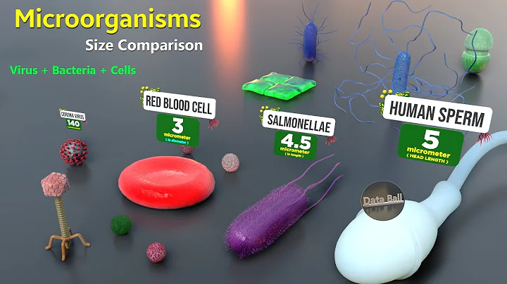 How Microorganisms looks under the microscope |  Virus Size | Bacteria size | Antibodies size - DayDayNews