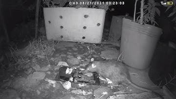 Cận Cảnh xem chuột dính bẫy kẹp sắt - Chuột Đồng thông minh nếu không có camera xem lại - Mouse Trap