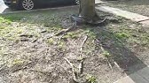 Yard Debris Removal 305 304 6076 Property Cleanouts - YouTube