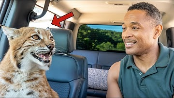 This Rescue Bobcat Talks Nonstop – Try Not to Smile at Her Goofy Antics!