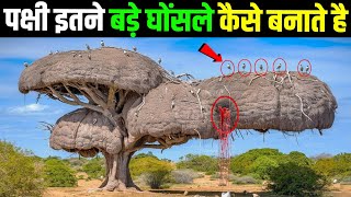 पक्षी इतने बड़े घोंसले कैसे बनाते है देखिए ! Most Amazing & Largest Nests In The Animal World
