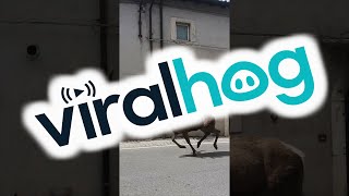 Deer Gallop Through Street || ViralHog