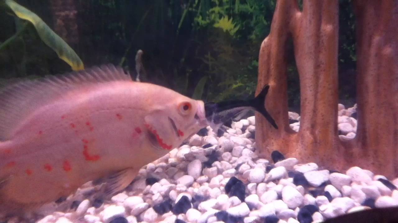 oscar eating an iridescent shark. - YouTube oscar eating an iridescent shark. - YouTube
